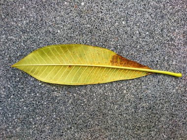 Mantar yaprak spot beton yere düştü