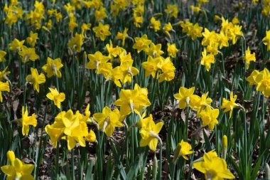 İlkbaharda açan sarı nergis çiçekleriyle çiçek tarhında.