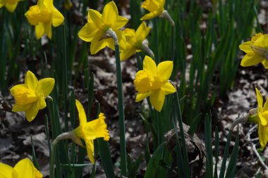 İlkbaharda açan sarı nergis çiçekleriyle çiçek tarhında.