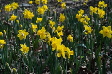 İlkbaharda açan sarı nergis çiçekleriyle çiçek tarhında.