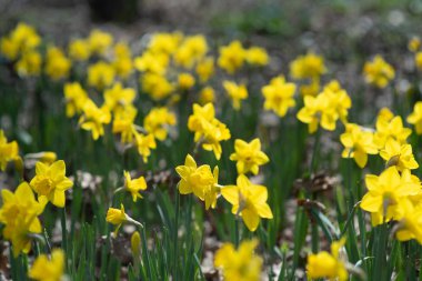 İlkbaharda açan sarı nergis çiçekleriyle çiçek tarhında.