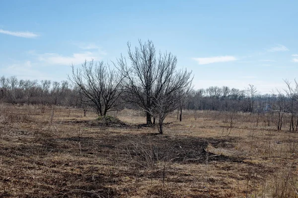 Orman yangınından günler sonra