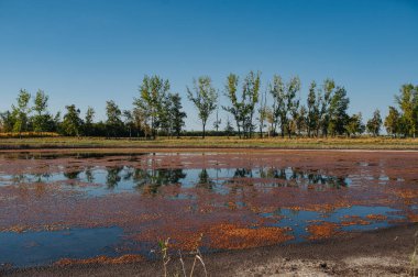 Gölet. Ekolojik kavram. Yaz zamanı.