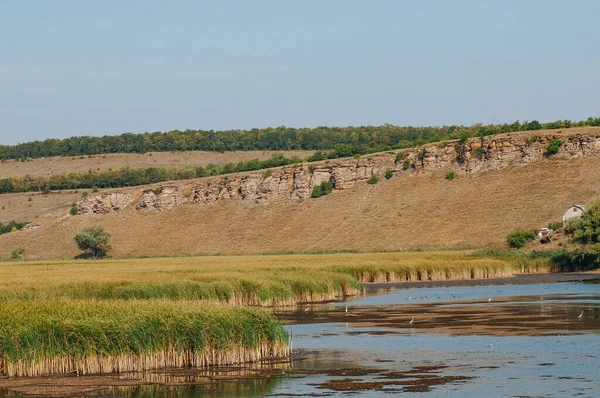 Ставок Екологічна Концепція Літній — стокове фото