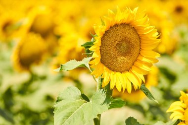 Helianthus veya ayçiçeği doğal arka plan. Çiçek açıyor. Ayçiçeğinin yakın çekimi.