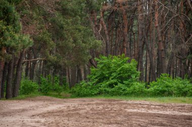 Yağmur yağdıktan sonra ormanda yol.