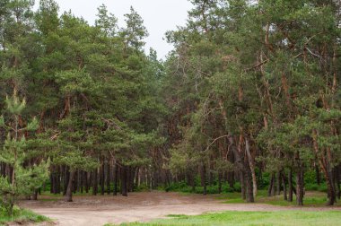 Yağmur yağdıktan sonra ormanda yol.