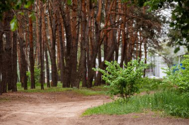 Yağmur yağdıktan sonra ormanda yol.