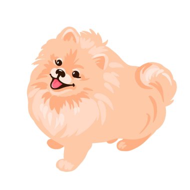 Pomeranya tükürük köpek yavrusu beyaz arka planda izole edildi.