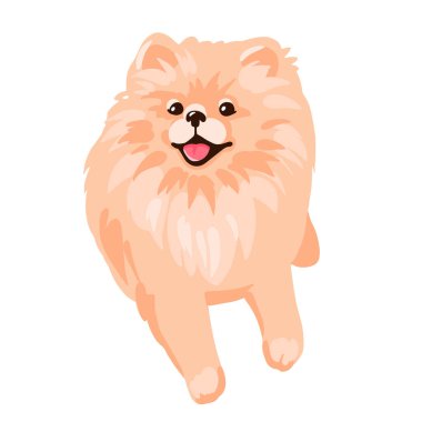 Pomeranya tükürük köpek yavrusu beyaz arka planda izole edildi.