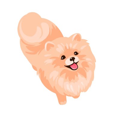 Pomeranya tükürük köpek yavrusu beyaz arka planda izole edildi.