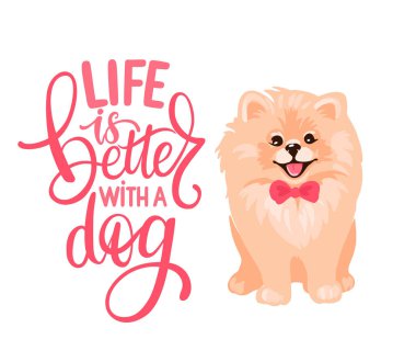Pomeranya tükürük köpek yavrusu beyaz arka planda izole edildi.