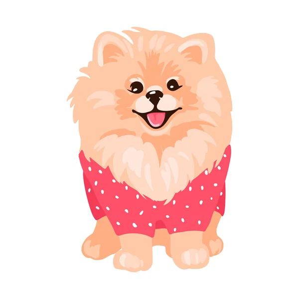 Cachorro spitz pomeranian isolado no fundo branco. — Vetor de Stock