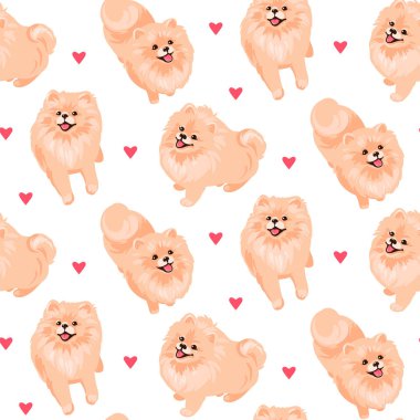 Pomeranya tükürük köpek yavrusu beyaz arka planda izole edildi.