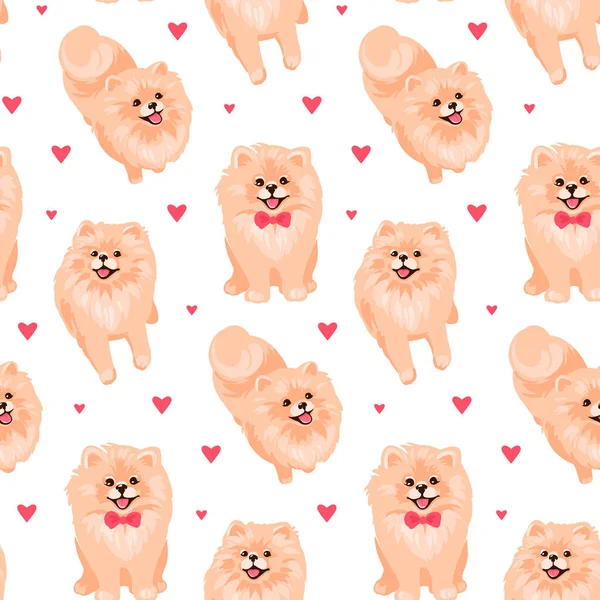 Pomeranian Spitz cachorro patrón sin costuras. Spitz alemán pequeño por todo el fondo de impresión . — Vector de stock