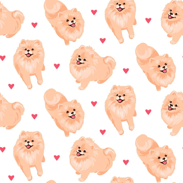 Cachorro spitz pomeranian aislado sobre fondo blanco. — Vector de stock