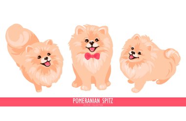 Pomeranya tükürük köpek yavrusu beyaz arka planda izole edildi.