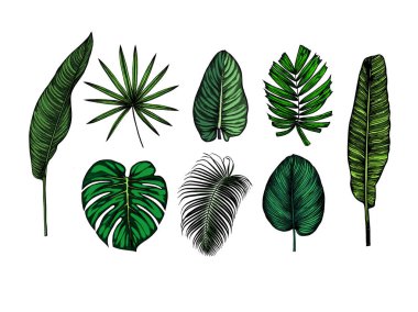 Yeşil tropikal set bırakır