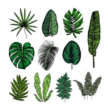 Yeşil tropikal set bırakır