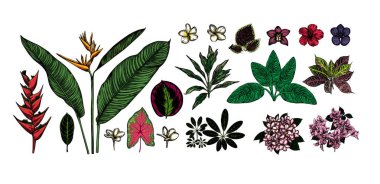 tropikal yaprak kümesinin tasarım