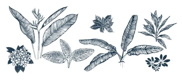 Feuilles tropicales carte — Image vectorielle