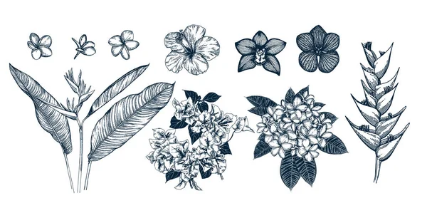 热带花卉集 — 图库矢量图片