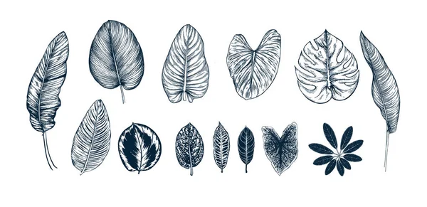 热带树叶集 — 图库矢量图片
