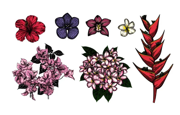 色彩的热带花朵 — 图库矢量图片