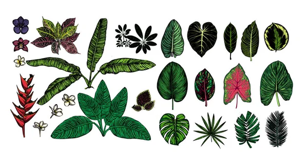 热带树叶套的设计 — 图库矢量图片