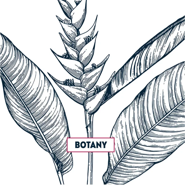 Diseño de flores tropicales Gráficos Vectoriales