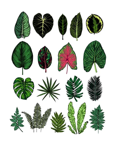 Renkli tropikal yaprak seti Vektör Grafikler