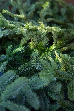 Taze yeşil çam ağacından yapılmış arka plan, Noel süslemeleri. Seçici odak, güneş ışığı