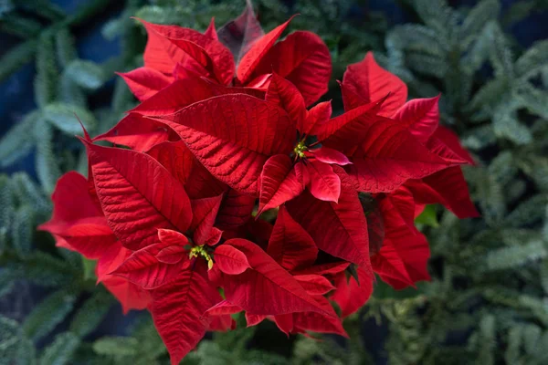 Estrela Natal Flor Poinsettia Fundo Ramos Abeto Verde Fresco Pinho — Fotografia de Stock