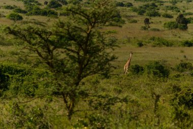 Yalnız bir zürafa, Kenya çalılarının yoğun yeşil yaprakları ve ağaçları tarafından kısmen gizlenir. Geniş yeşil safari alanında uzun otların arasında yürürler..