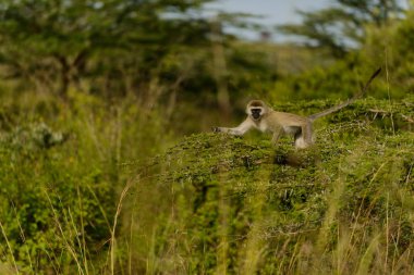 Meraklı bir vervet maymunu, Kenya savanasının dikenli akasya dalları ve uzun otları arasında çömelmiş güneşli milli parktaki vahşi yaşam safarisi sırasında bir anlık tetikte yakalanmış.