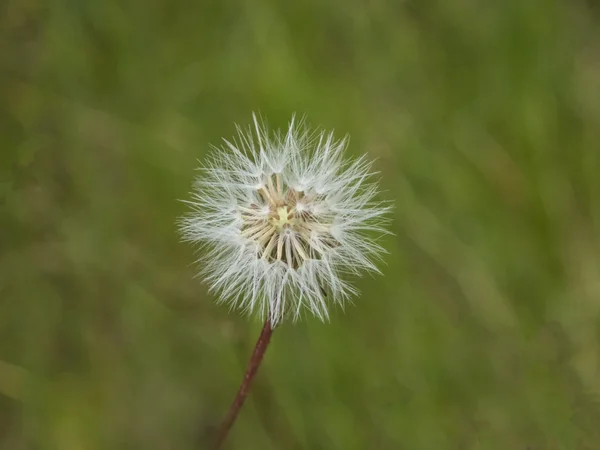 Tête de pépins de pissenlit — Photo