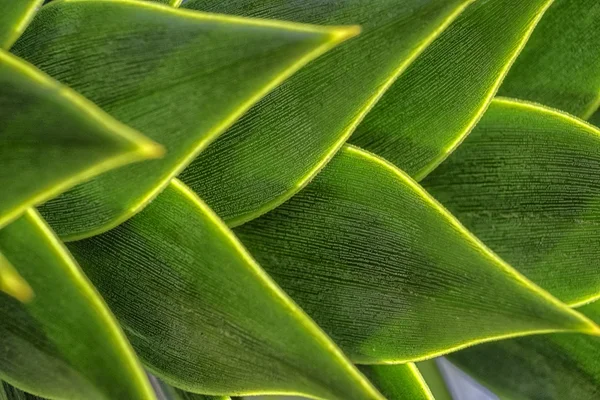 Macaco puzzle macro — Fotografia de Stock