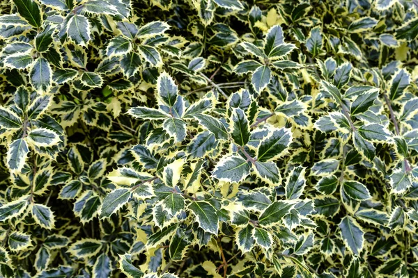 Verde e branco variegado azevinho — Fotografia de Stock