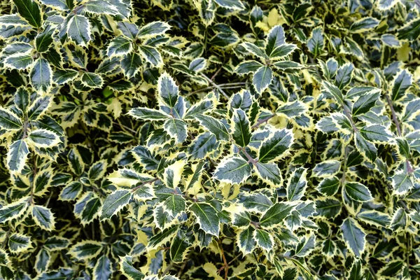 Yeşil ve beyaz alacalı holly