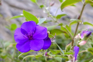Zafer Bush mor çiçek tek