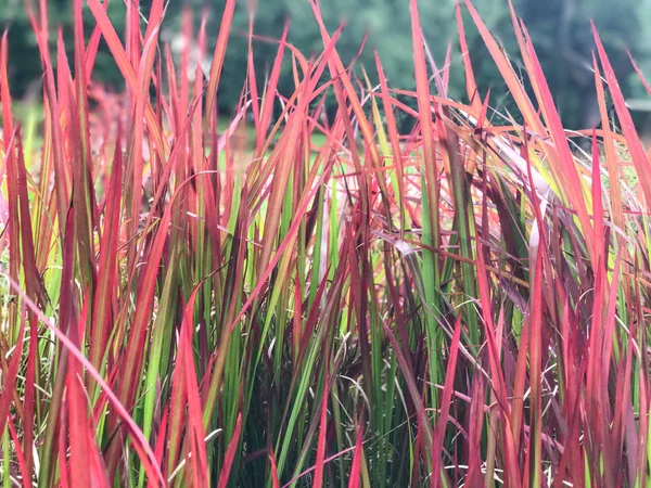 หญ้าสีแดงและสีเขียว — ภาพถ่ายสต็อก