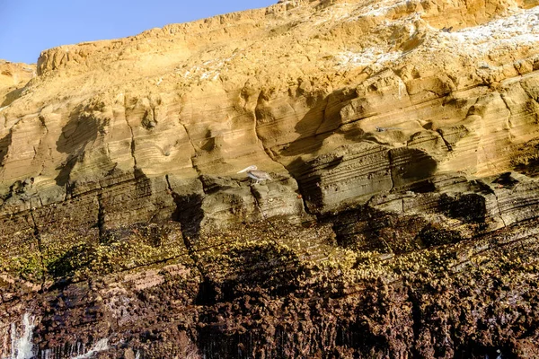 Galapagos uçurumun yüz yaban hayatı