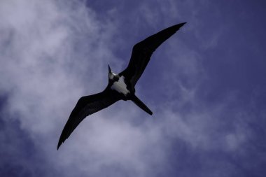 Ascension Adası Frigatebird