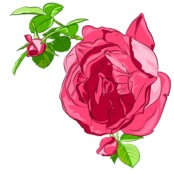 Geïsoleerde roze roos met toppen op een witte achtergrond — Stockvector