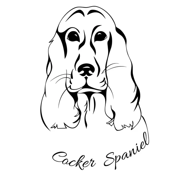 Głowę psa na białym tle Cocker Spaniel — Wektor stockowy