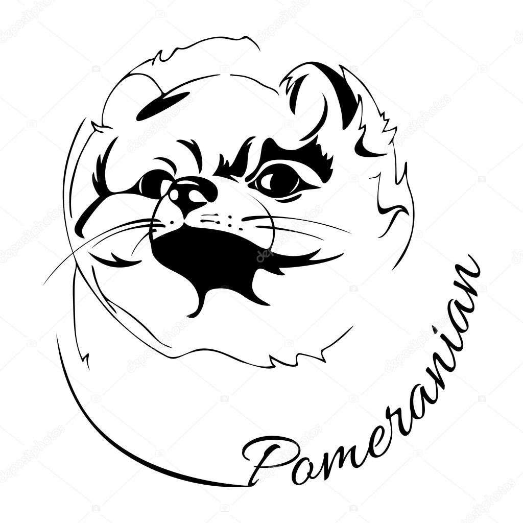 Outline drawing of the dog's head and the words Pomeranian