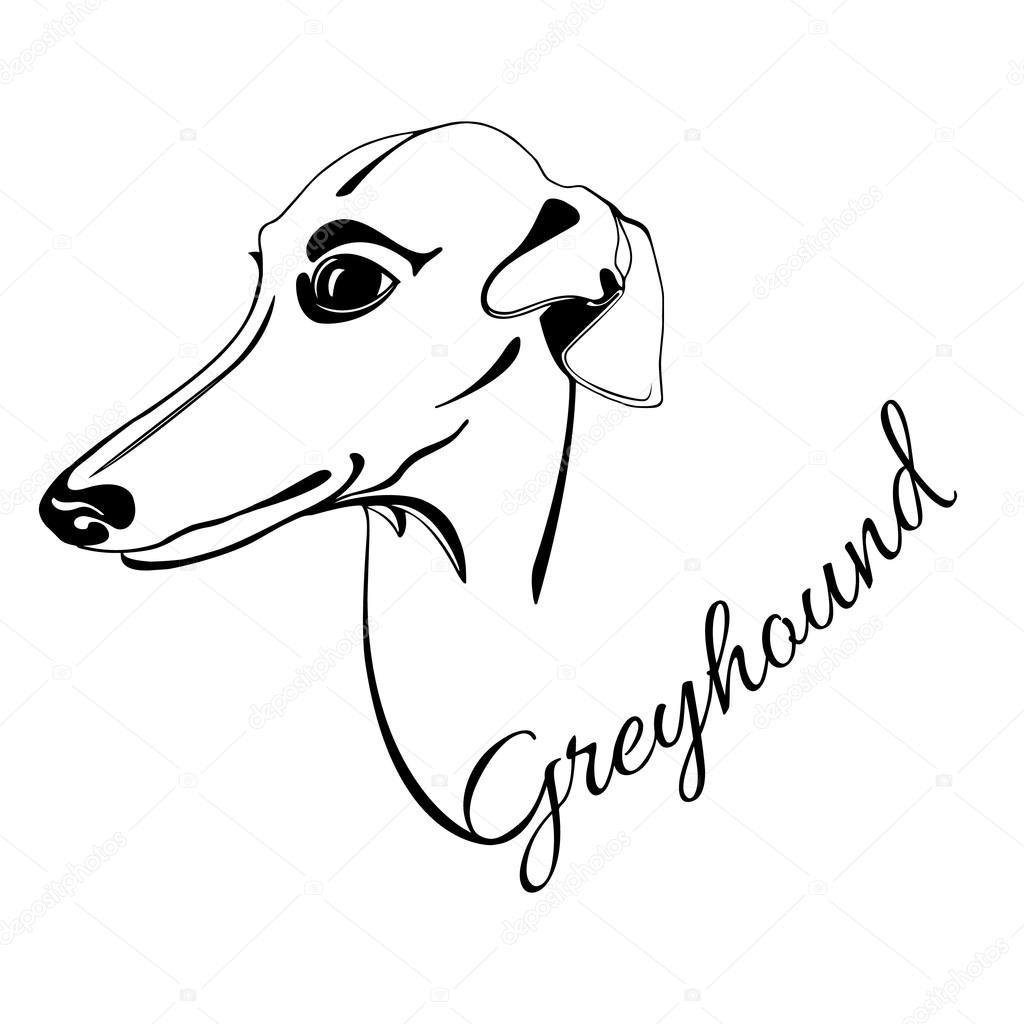 Download Greyhound dog head — Stock Vector © irkasmorodina8@gmail ...