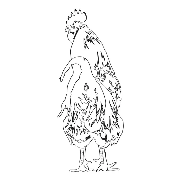 Disegno schizzo di un gallo 4 — Vettoriale Stock