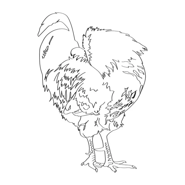 Disegno schizzo di un gallo 5 — Vettoriale Stock