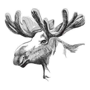 Moose head in graphic style clipart